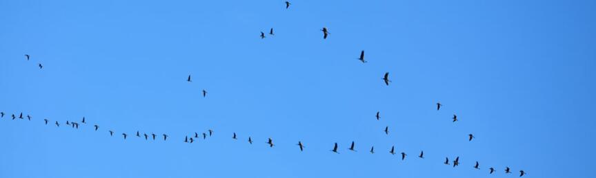 Ein Vogelschwarm über Kolobrzeg - Kolberg. Foto: Kolberg-Cafe