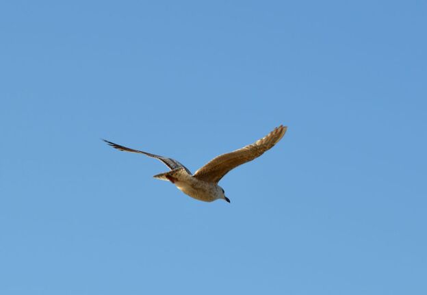 Eine Möwe am Himmel von Kolberg. Foto: Kolberg-Cafe