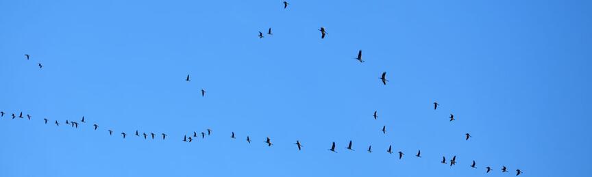 Ein Vogelschwarm über Kolobrzeg - Kolberg. Foto: Kolberg-Cafe