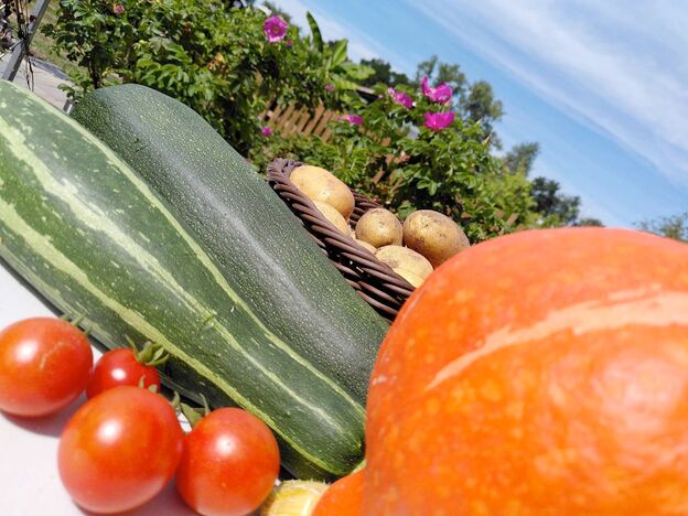 Gemüse in Kolberg auf dem Markt frisch kaufen, Foto: Kolberg-Cafe Zucchini, Tomaten und Kürbis in Kolberg