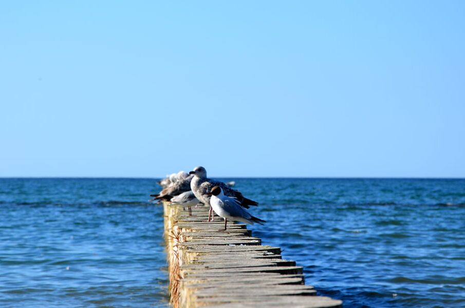 Möwen auf den Buhnen am Strand in Kolobrzeg (Kolberg). Foto: Kolberg-Café