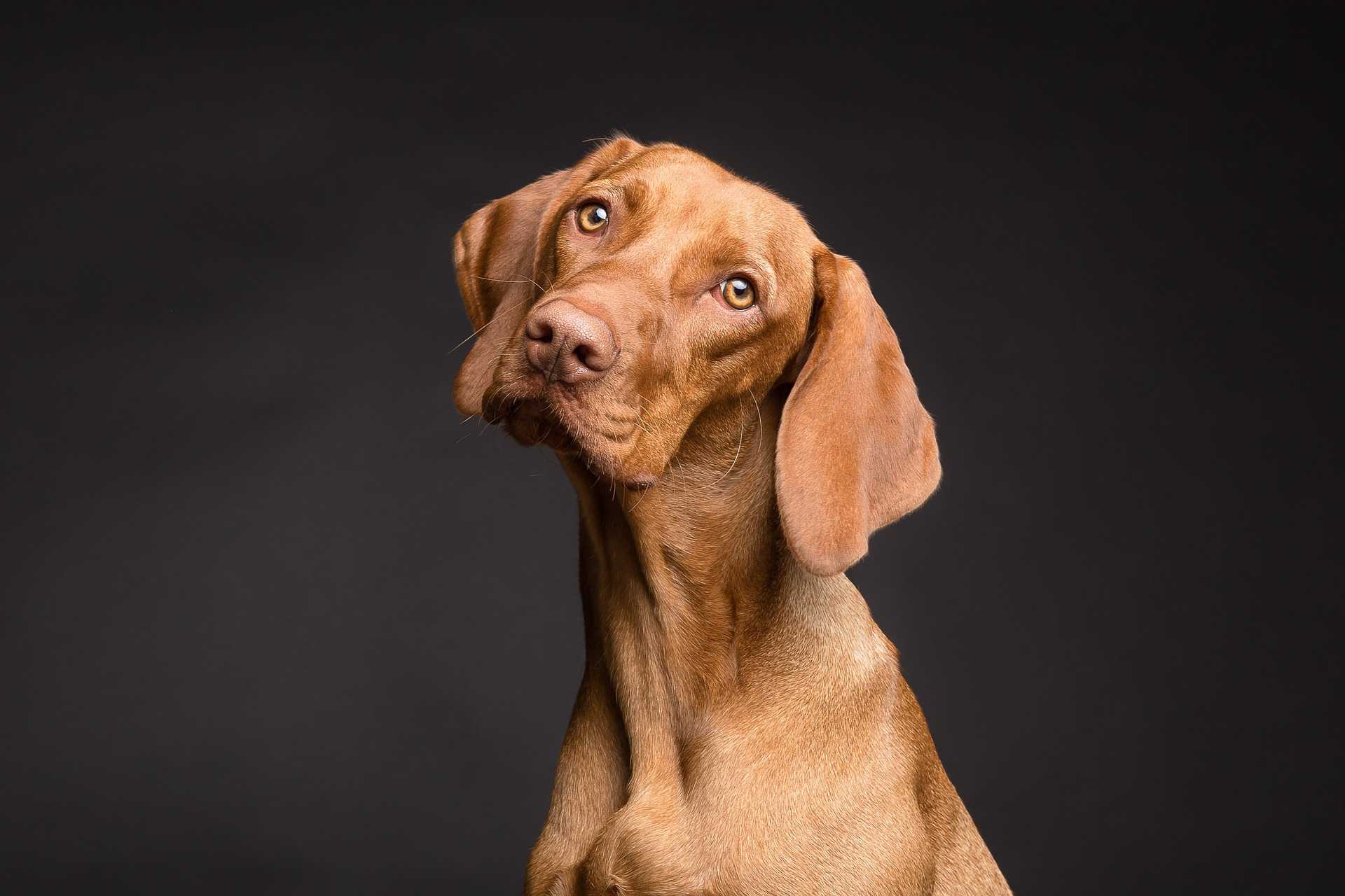 Hundefoto. Von Péter Göblyös über Pixabay Hundefoto. Von Péter Göblyös über Pixabay