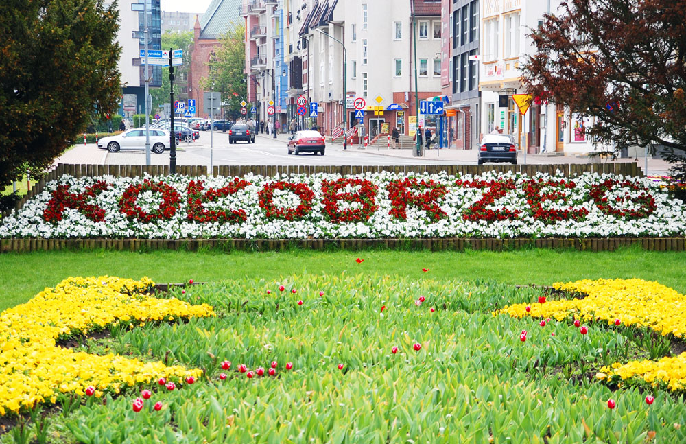 Blumen im Park in Kolberg. Foto: Kolberg-Cafe