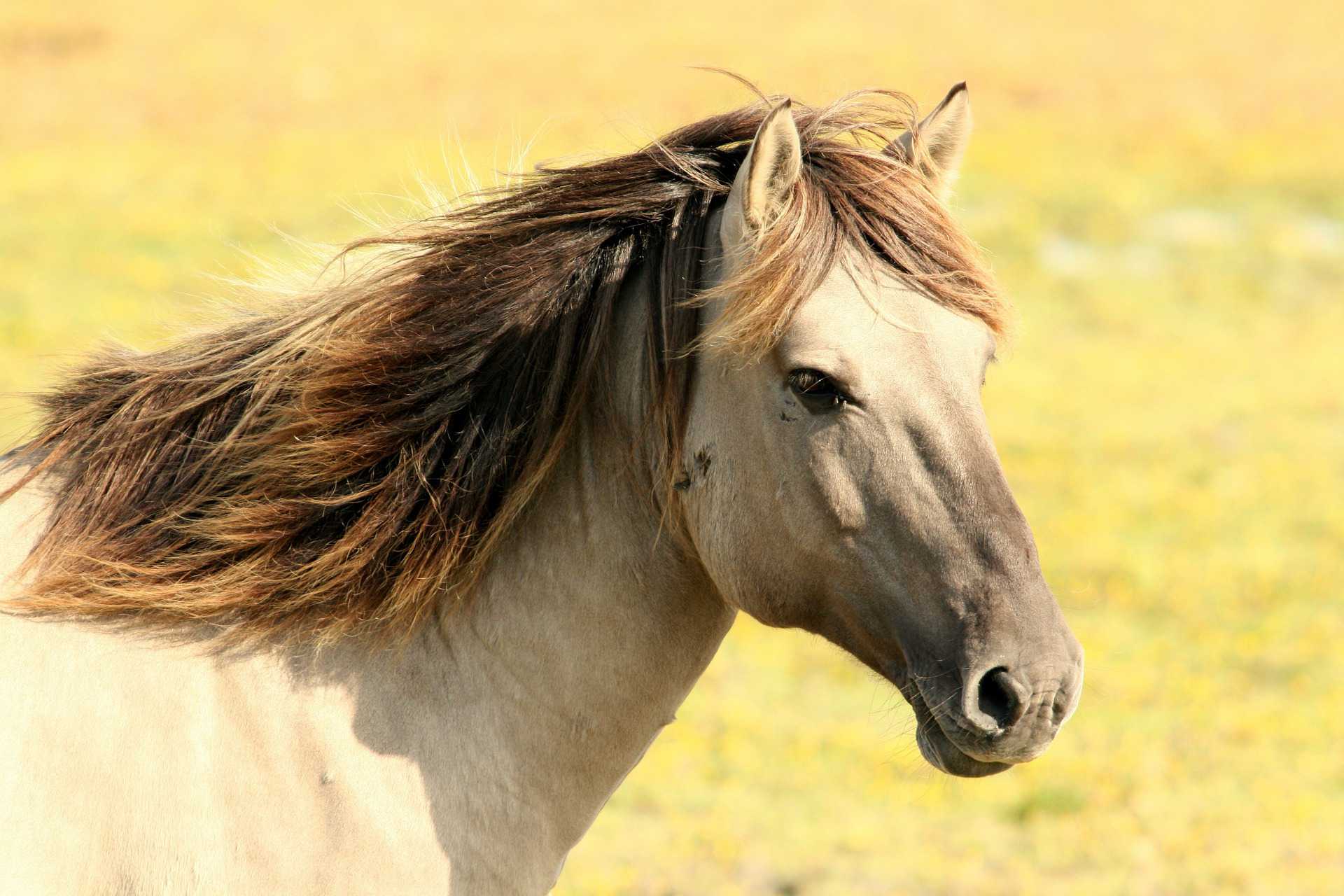 Pferd auf der Wiese. Foto: Wim De graaf (Pixabay)