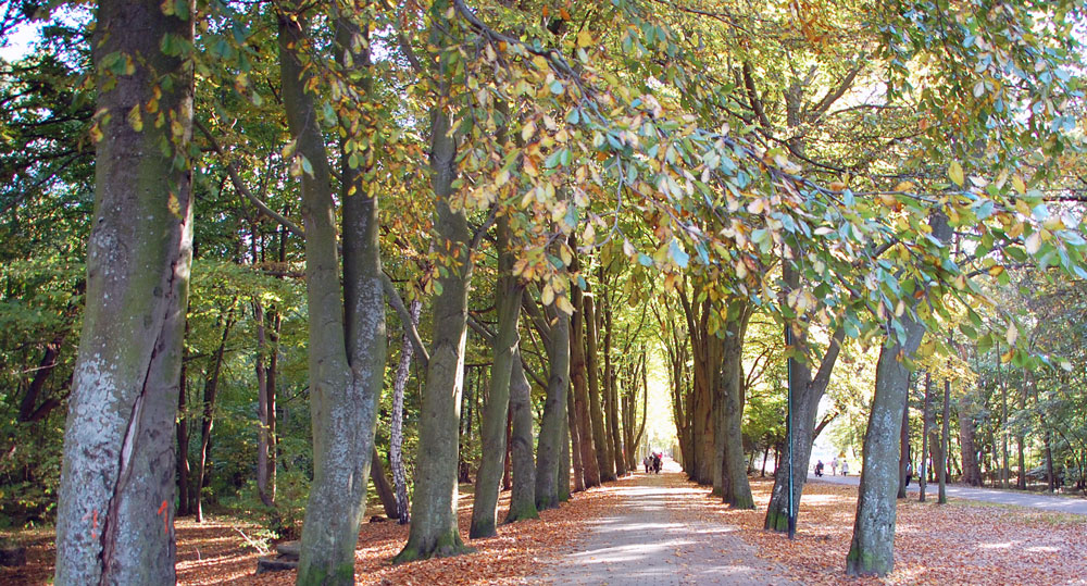 Allee in Kolberg. Foto: Kolberg-Café