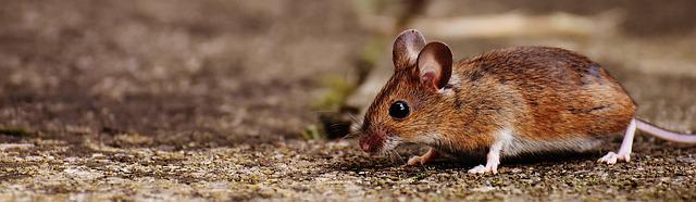 Maus. Bild: Alexas Fotos, Pixabay